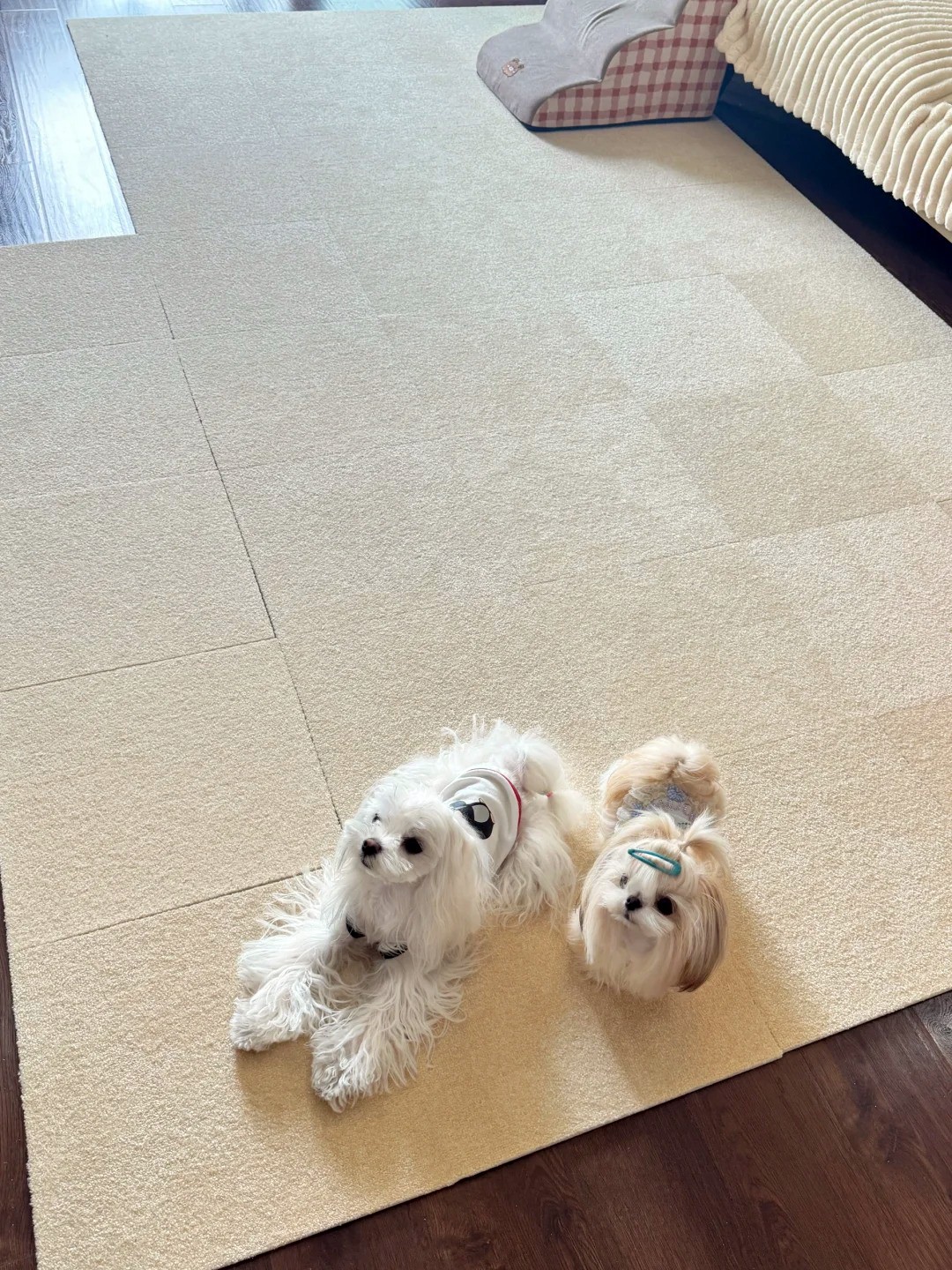 养宠装修,宠物家庭装修,养宠装修选材 养宠装修,宠物家庭装修,养宠装修选材