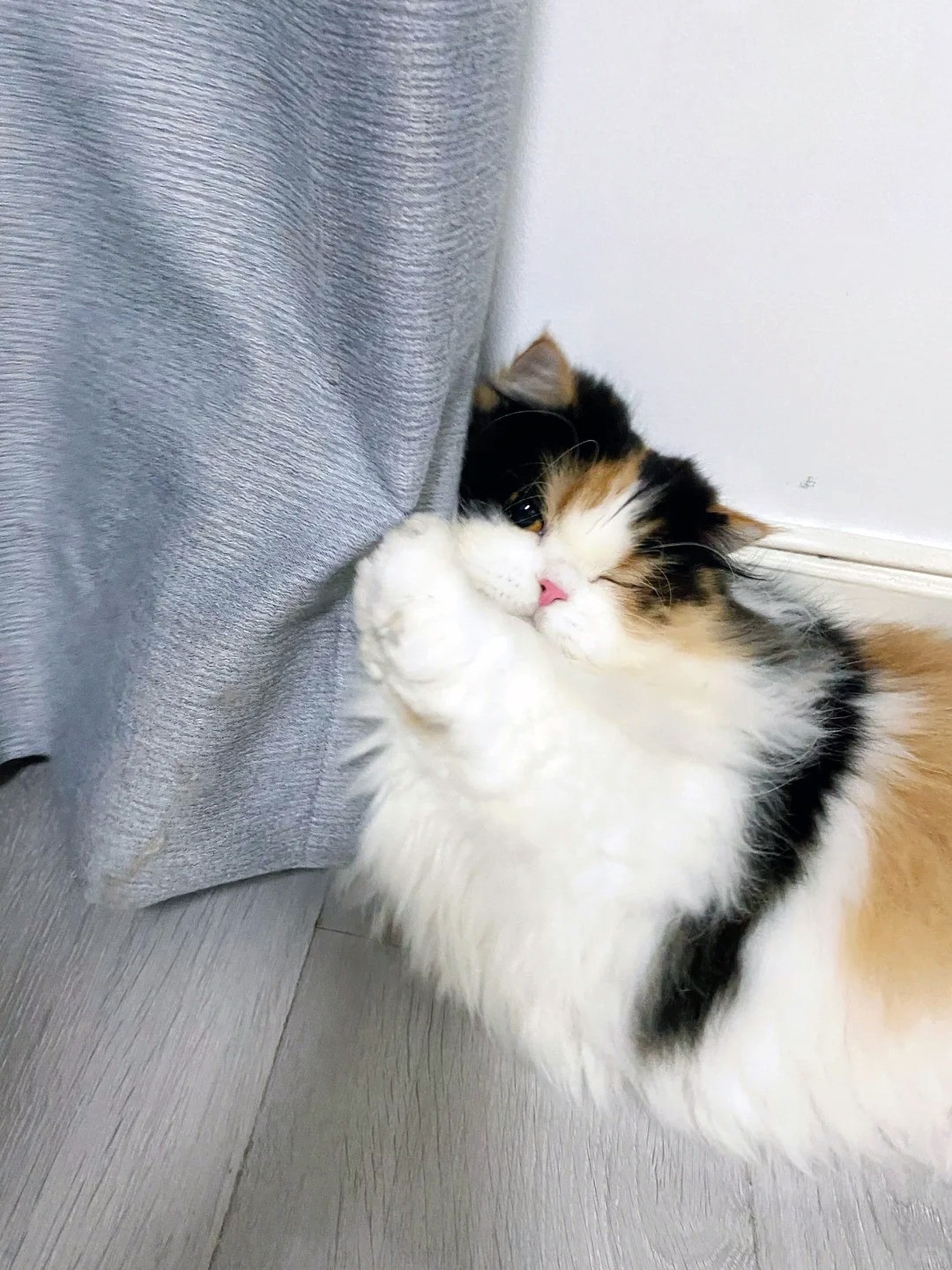 养宠装修,宠物家庭装修,养宠装修选材 养宠装修,宠物家庭装修,养宠装修选材